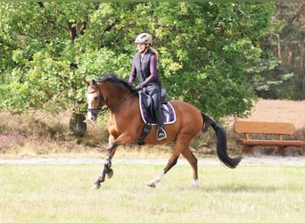 Deutsches Reitpony, Wallach, 10 Jahre, 148 cm, Brauner