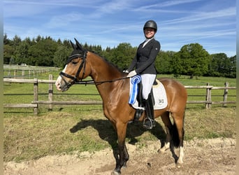 Deutsches Reitpony, Wallach, 10 Jahre, 148 cm, Brauner