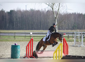 Deutsches Reitpony, Wallach, 10 Jahre, 148 cm, Brauner