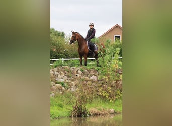Deutsches Reitpony, Wallach, 10 Jahre, 148 cm, Brauner