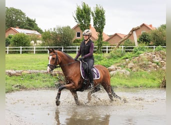 Deutsches Reitpony, Wallach, 10 Jahre, 148 cm, Brauner
