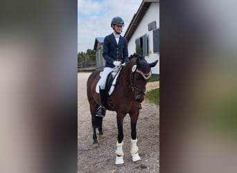 Deutsches Reitpony, Wallach, 10 Jahre, 148 cm, Brauner