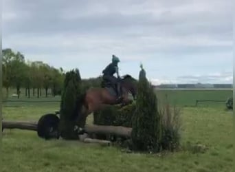 Deutsches Reitpony, Wallach, 10 Jahre, 148 cm, Brauner