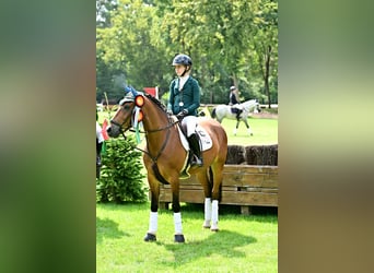 Deutsches Reitpony, Wallach, 10 Jahre, 148 cm, Brauner