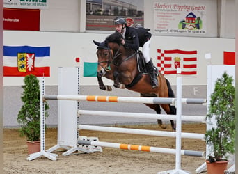 Deutsches Reitpony, Wallach, 10 Jahre, 148 cm, Brauner