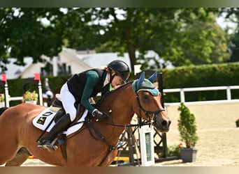 Deutsches Reitpony, Wallach, 10 Jahre, 148 cm, Brauner