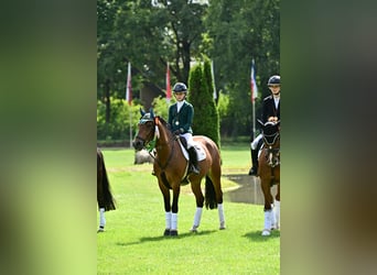 Deutsches Reitpony, Wallach, 10 Jahre, 148 cm, Brauner