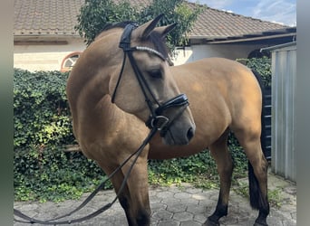 Deutsches Reitpony, Wallach, 10 Jahre, 148 cm, Buckskin