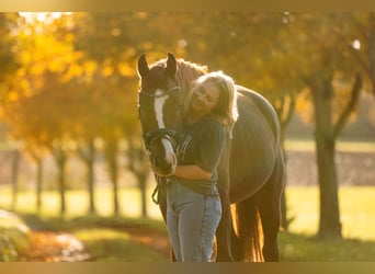 Deutsches Reitpony, Wallach, 10 Jahre, 148 cm