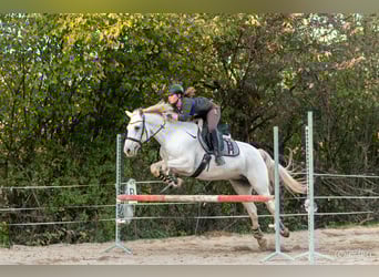 Deutsches Reitpony, Wallach, 10 Jahre, 148 cm