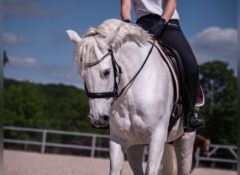 Deutsches Reitpony, Wallach, 10 Jahre, 148 cm
