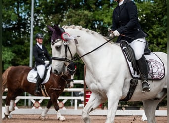 Deutsches Reitpony, Wallach, 10 Jahre, 148 cm