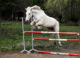 Deutsches Reitpony, Wallach, 10 Jahre, 148 cm