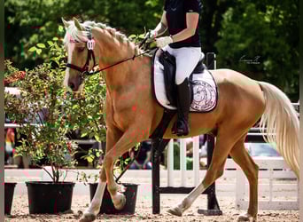 Deutsches Reitpony, Wallach, 10 Jahre, 148 cm