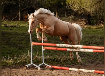 Deutsches Reitpony, Wallach, 10 Jahre, 148 cm