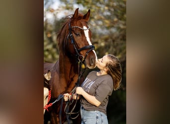 Deutsches Reitpony, Wallach, 10 Jahre, 148 cm