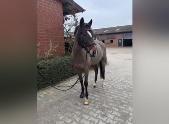 Deutsches Reitpony, Wallach, 10 Jahre, 148 cm, Dunkelbrauner