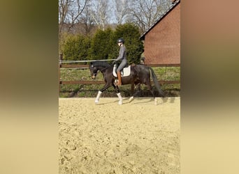 Deutsches Reitpony, Wallach, 10 Jahre, 148 cm, Dunkelbrauner