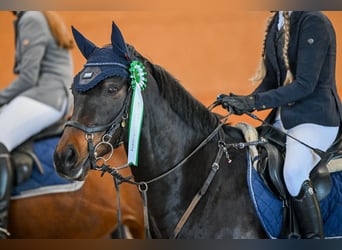 Deutsches Reitpony, Wallach, 10 Jahre, 148 cm, Dunkelbrauner