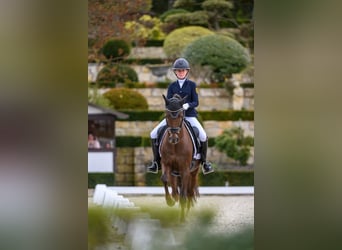 Deutsches Reitpony, Wallach, 10 Jahre, 148 cm, Dunkelfuchs