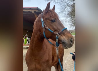 Deutsches Reitpony, Wallach, 10 Jahre, 148 cm, Dunkelfuchs