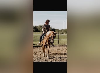 Deutsches Reitpony, Wallach, 10 Jahre, 148 cm, Falbe