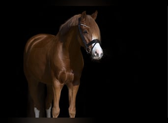 Deutsches Reitpony, Wallach, 10 Jahre, 148 cm, Fuchs
