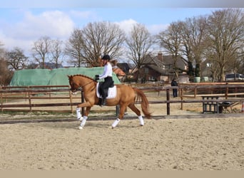 Deutsches Reitpony, Wallach, 10 Jahre, 148 cm, Fuchs