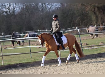 Deutsches Reitpony, Wallach, 10 Jahre, 148 cm, Fuchs
