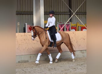 Deutsches Reitpony, Wallach, 10 Jahre, 148 cm, Fuchs