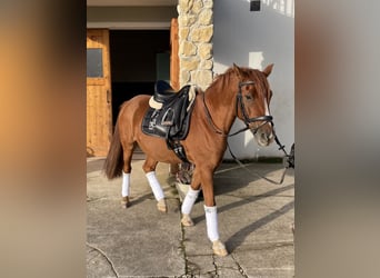Deutsches Reitpony, Wallach, 10 Jahre, 148 cm, Fuchs