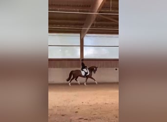 Deutsches Reitpony, Wallach, 10 Jahre, 148 cm, Fuchs