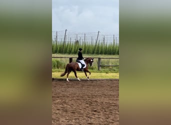 Deutsches Reitpony, Wallach, 10 Jahre, 148 cm, Fuchs