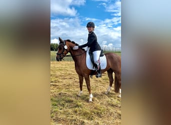 Deutsches Reitpony, Wallach, 10 Jahre, 148 cm, Fuchs