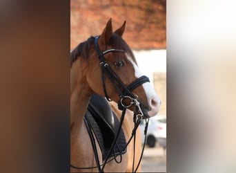 Deutsches Reitpony, Wallach, 10 Jahre, 148 cm, Fuchs