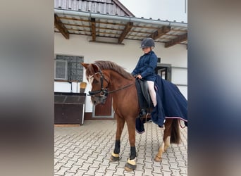Deutsches Reitpony, Wallach, 10 Jahre, 148 cm, Fuchs