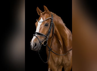 Deutsches Reitpony, Wallach, 10 Jahre, 148 cm, Fuchs