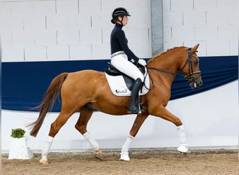 Deutsches Reitpony, Wallach, 10 Jahre, 148 cm, Fuchs
