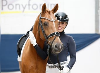 Deutsches Reitpony, Wallach, 10 Jahre, 148 cm, Fuchs