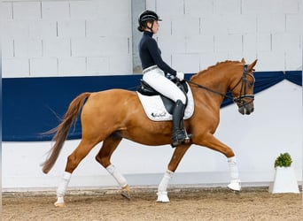 Deutsches Reitpony, Wallach, 10 Jahre, 148 cm, Fuchs