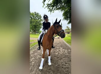 Deutsches Reitpony, Wallach, 10 Jahre, 148 cm, Fuchs