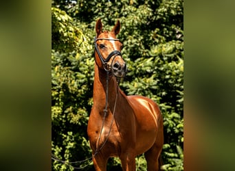 Deutsches Reitpony, Wallach, 10 Jahre, 148 cm, Fuchs