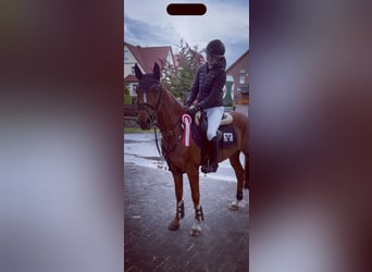 Deutsches Reitpony, Wallach, 10 Jahre, 148 cm, Fuchs