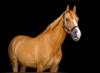 Deutsches Reitpony, Wallach, 10 Jahre, 148 cm, Fuchs