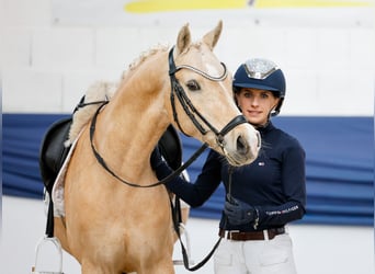 Deutsches Reitpony, Wallach, 10 Jahre, 148 cm, Palomino