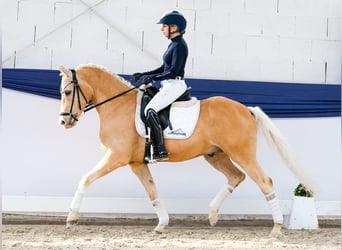 Deutsches Reitpony, Wallach, 10 Jahre, 148 cm, Palomino