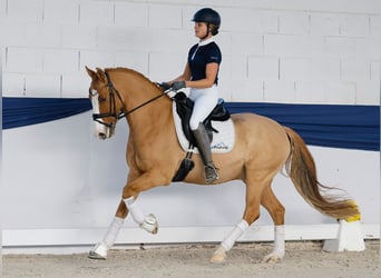 Deutsches Reitpony, Wallach, 10 Jahre, 148 cm, Palomino Deutsches Reitpony, Wallach, 10 Jahre, 148 cm, Palomino