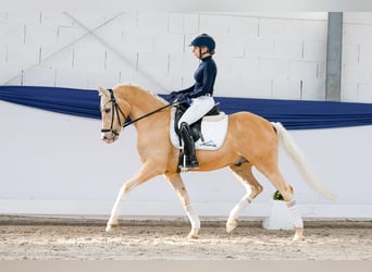 Deutsches Reitpony, Wallach, 10 Jahre, 148 cm, Palomino