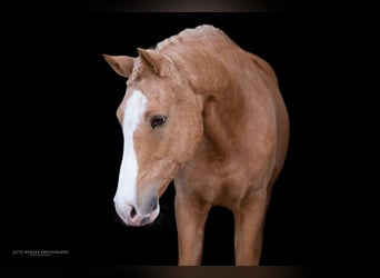 Deutsches Reitpony, Wallach, 10 Jahre, 148 cm, Palomino