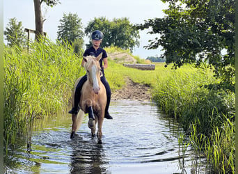 Deutsches Reitpony, Wallach, 10 Jahre, 148 cm, Palomino